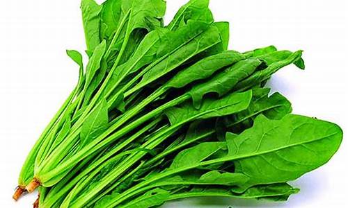 新2手机版登陆:菠菜