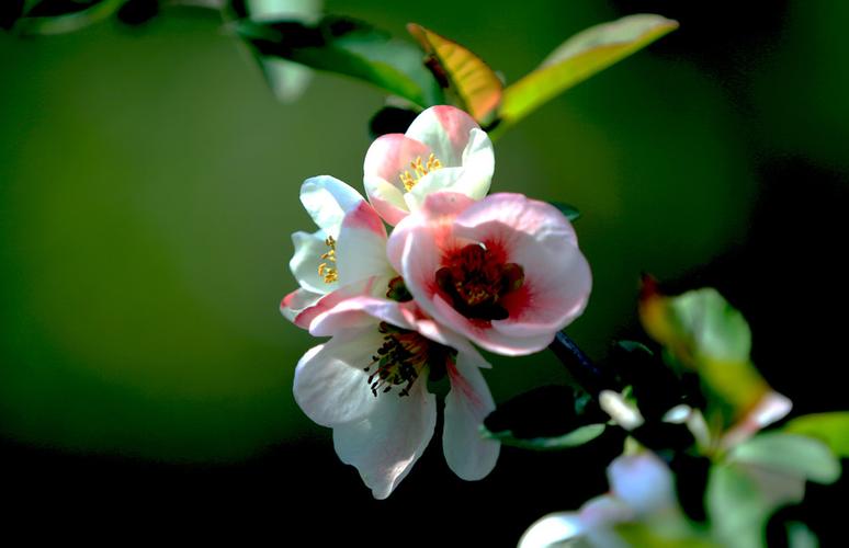 菠菜网平台大全:LO