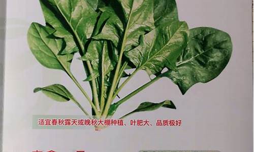 菠菜公司在线开户:菠