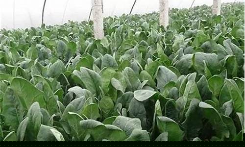 菠菜信息技术介绍