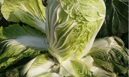 菠菜公司排名:菠菜L