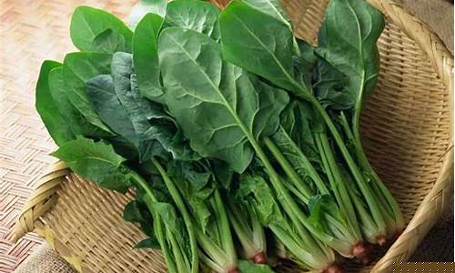 菠菜公司排名：线上菠