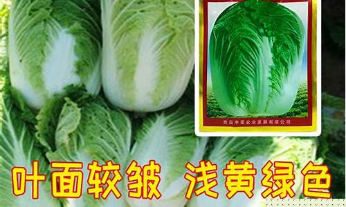 免费CP白菜官方排名