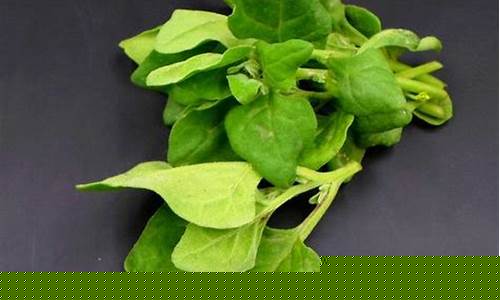 菠菜信息大全：探索L